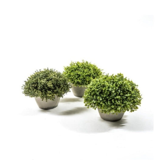 Pianta Verde in Plastca